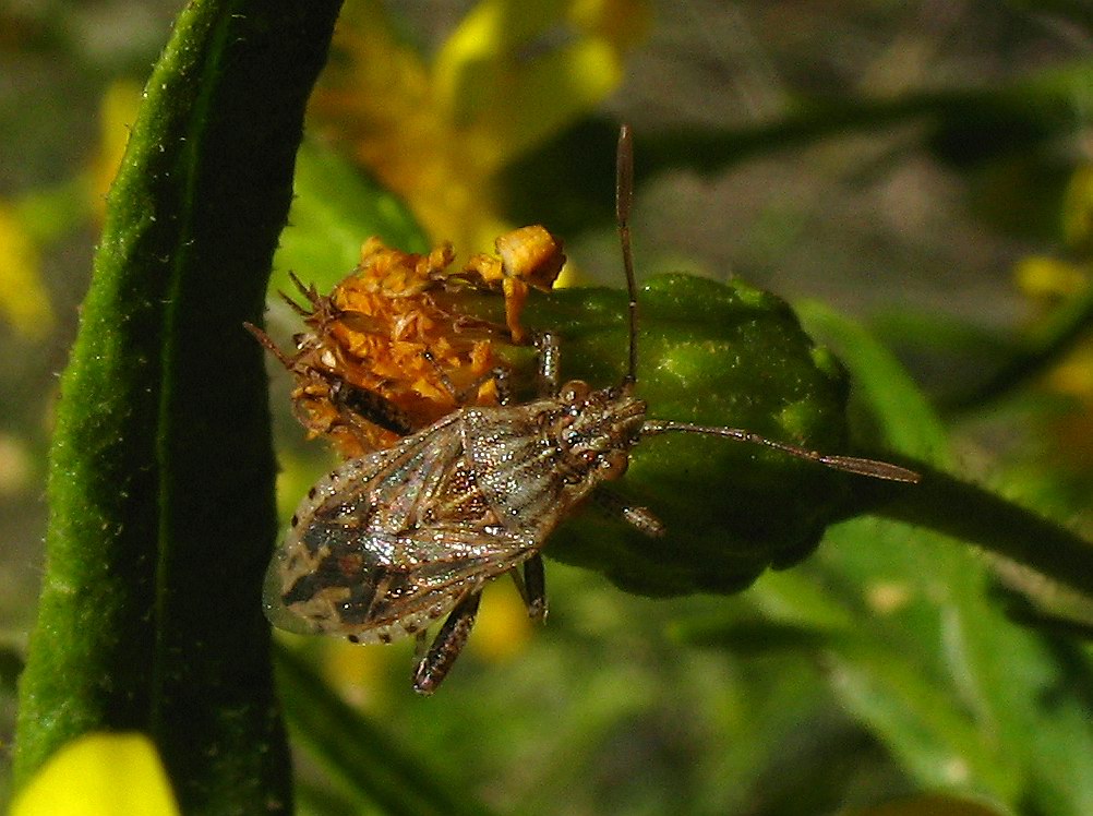 Un raro Stictopleurus